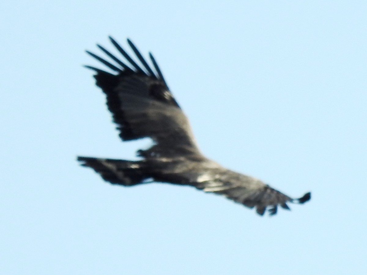 African Harrier-Hawk - ML613511365