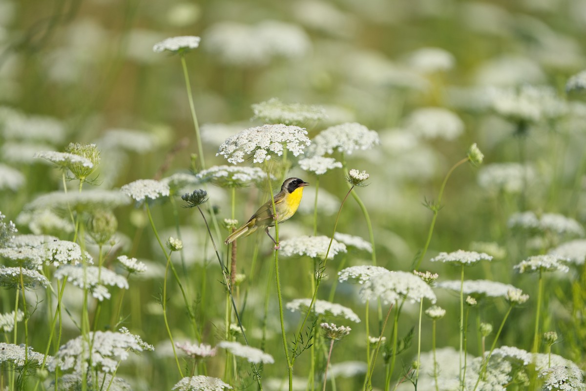 Common Yellowthroat - ML613511370