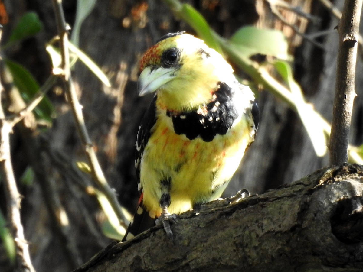 Crested Barbet - ML613511389