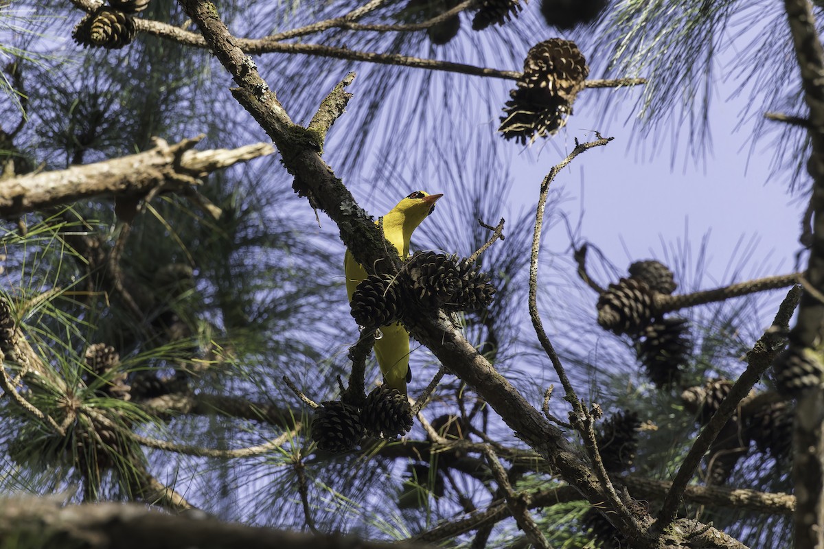 Slender-billed Oriole - Asta Tobiassen