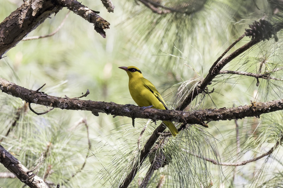 Slender-billed Oriole - Asta Tobiassen