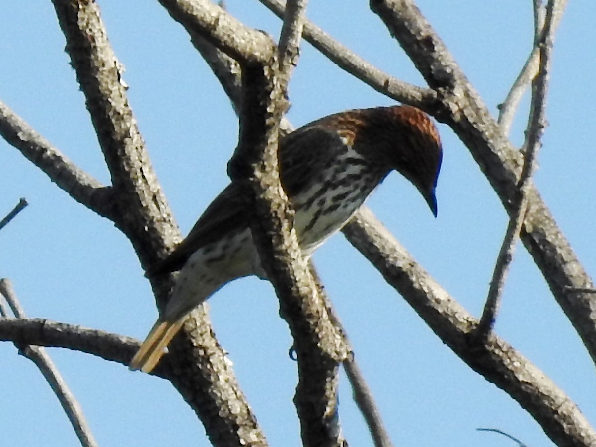 Violet-backed Starling - ML613511465