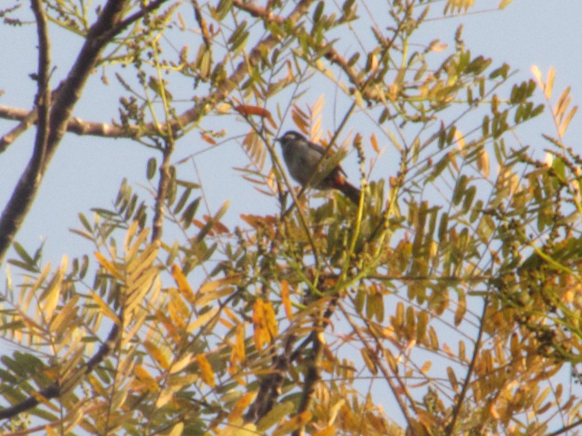 White-eared Conebill - ML613511478