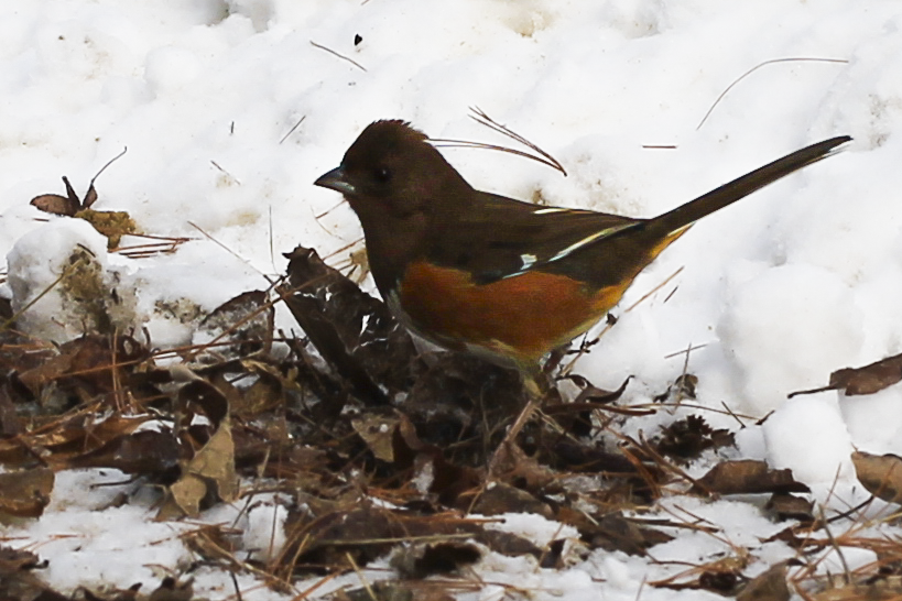 Eastern Towhee - Laura Scrimshaw