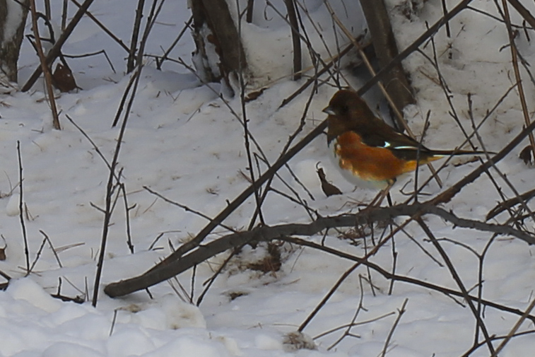 Eastern Towhee - Laura Scrimshaw