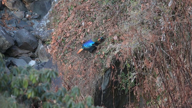 Himalayan Monal - ML613511513