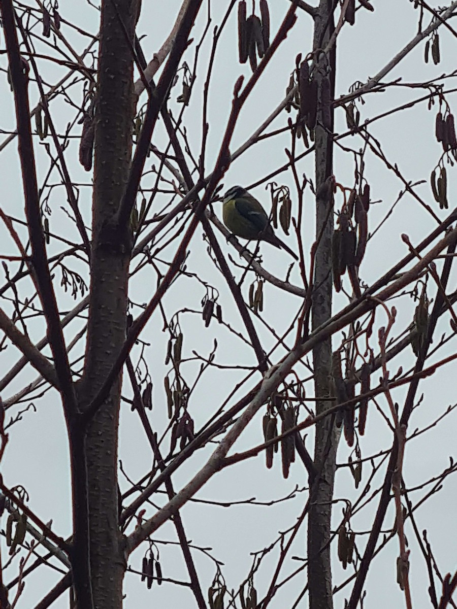 Eurasian Blue Tit - ML613511531