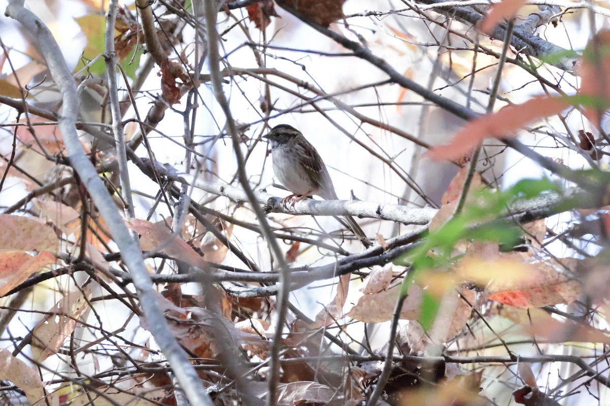 White-throated Sparrow - ML613511539