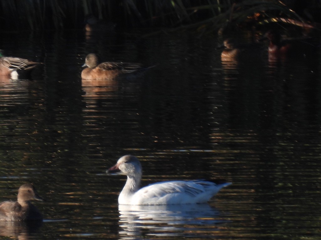 Snow Goose - ML613511541