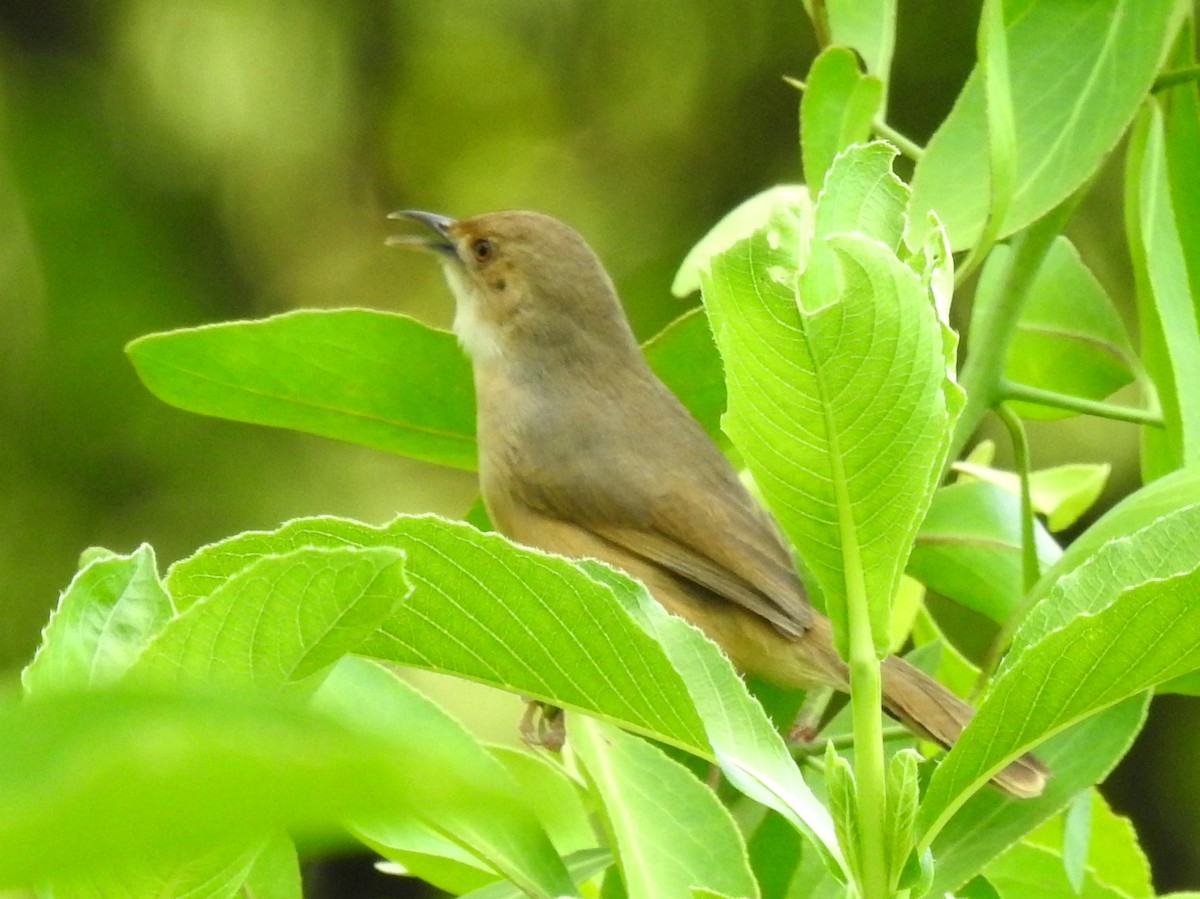 Red-faced Cisticola - ML613511577