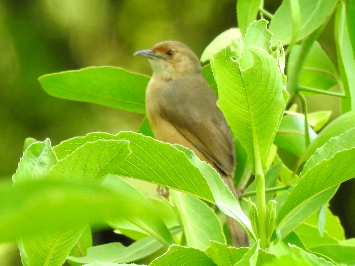 Red-faced Cisticola - ML613511578