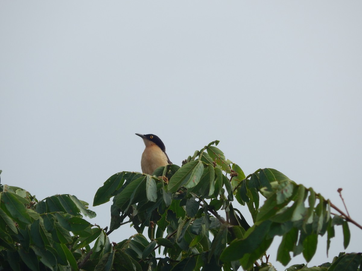 Black-capped Donacobius - ML613511628