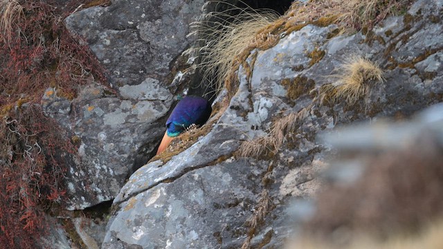 Himalayan Monal - ML613511662