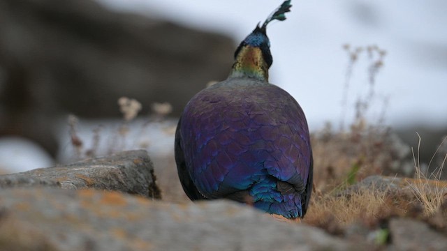 Himalayan Monal - ML613511758