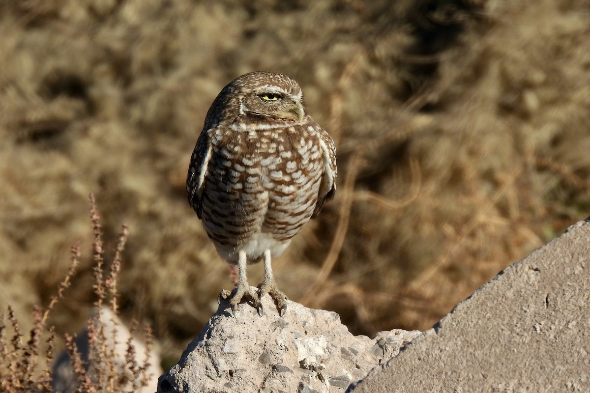 Burrowing Owl - ML613511768