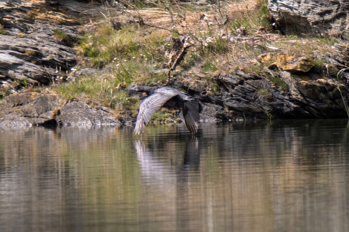 Neotropic Cormorant - Janet Stevens