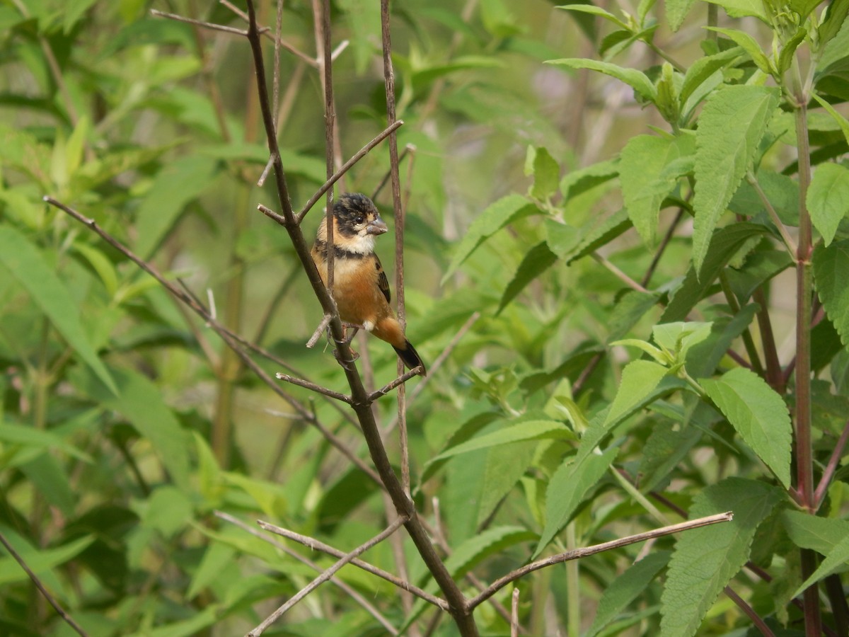 Rusty-collared Seedeater - Fabiana Santos de Oliveira