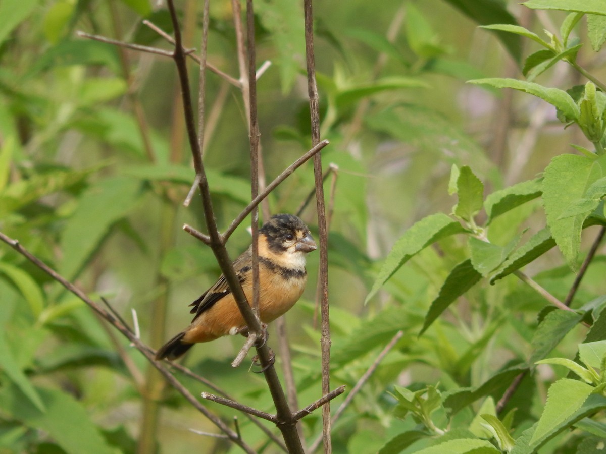 Rusty-collared Seedeater - Fabiana Santos de Oliveira