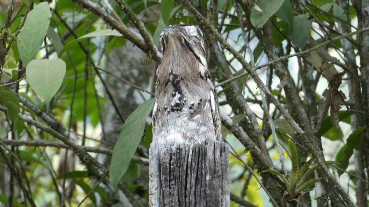 Common Potoo - ML613511891