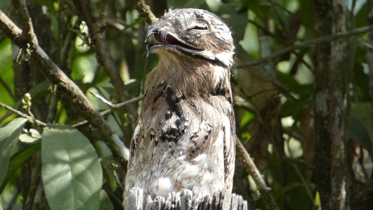 Common Potoo - ML613511893