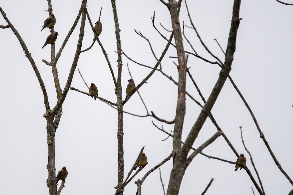 Cedar Waxwing - ML613511898