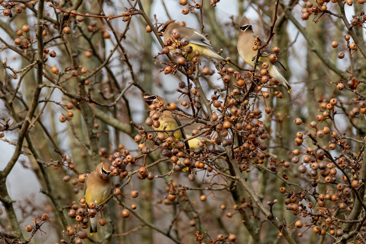 Cedar Waxwing - ML613511899