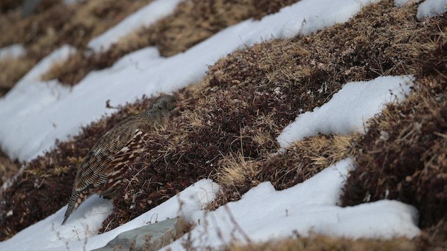 Snow Partridge - ML613511932