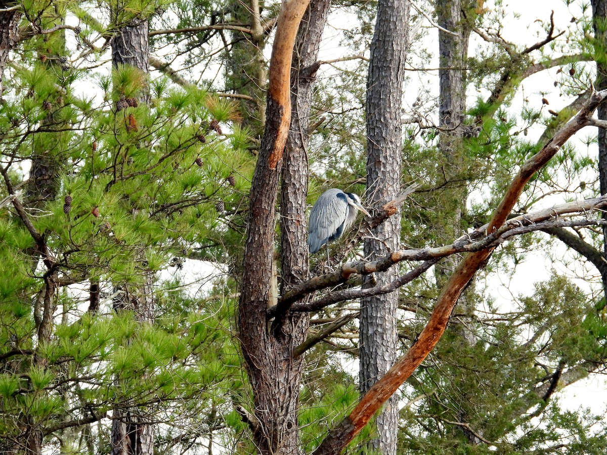 Great Blue Heron - ML613511984