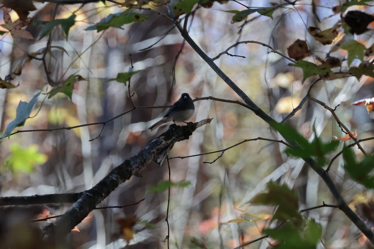 Dark-eyed Junco - ML613512004