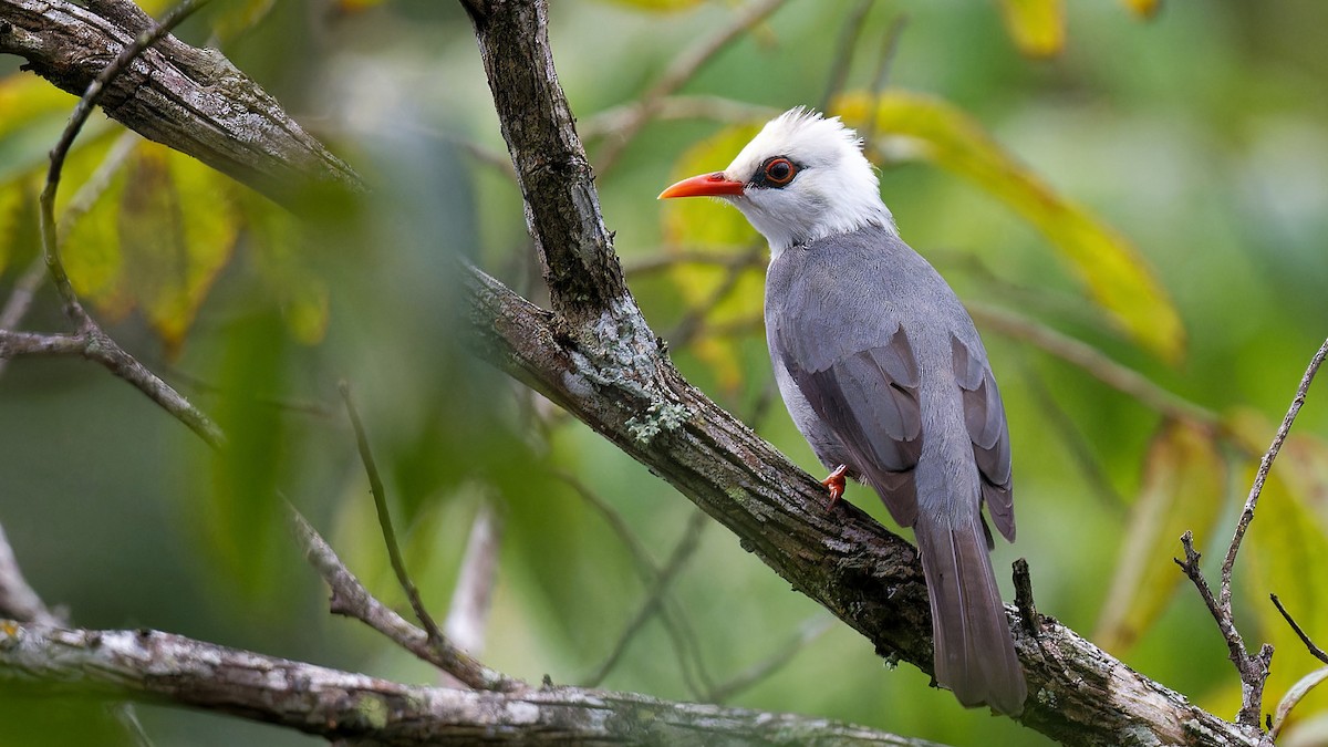 White-headed Bulbul - ML613512016