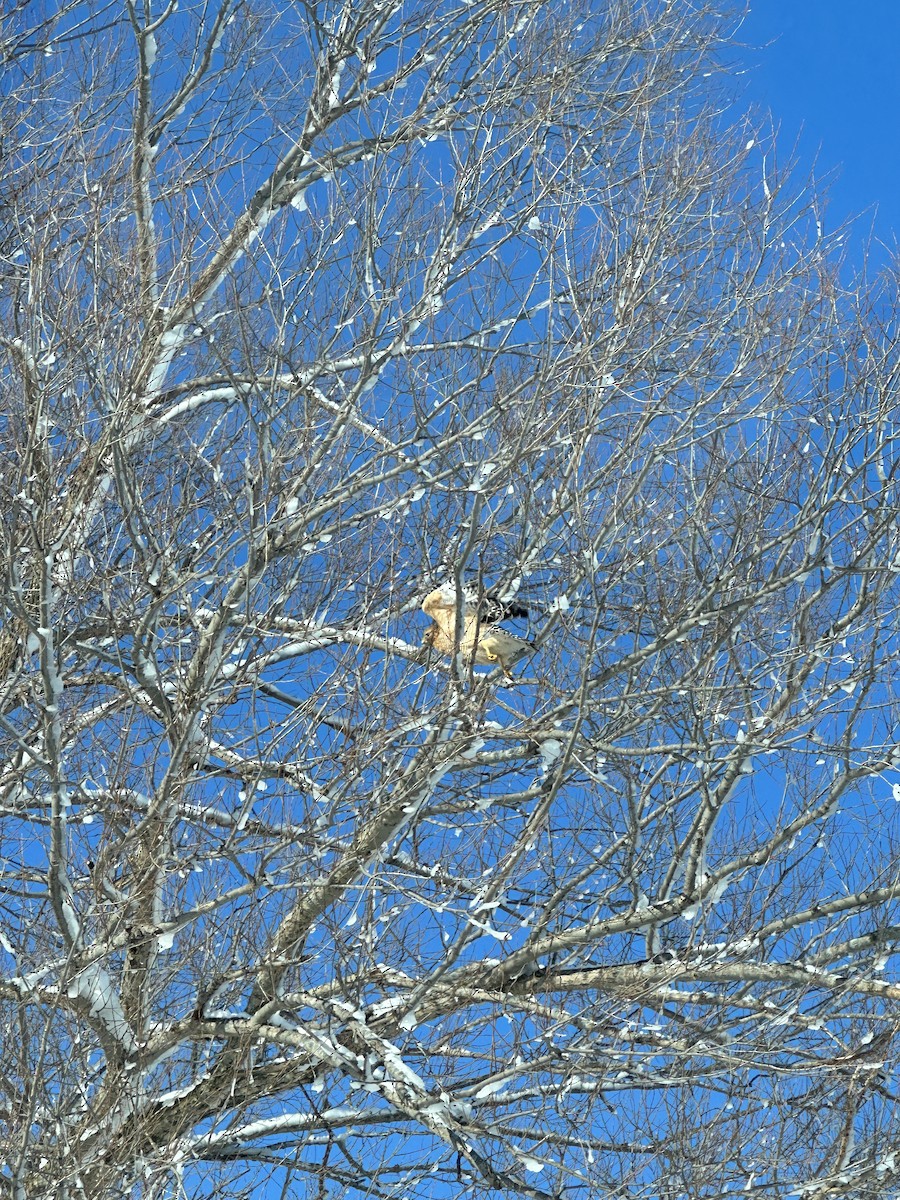 Red-shouldered Hawk - Bill Grossmeyer