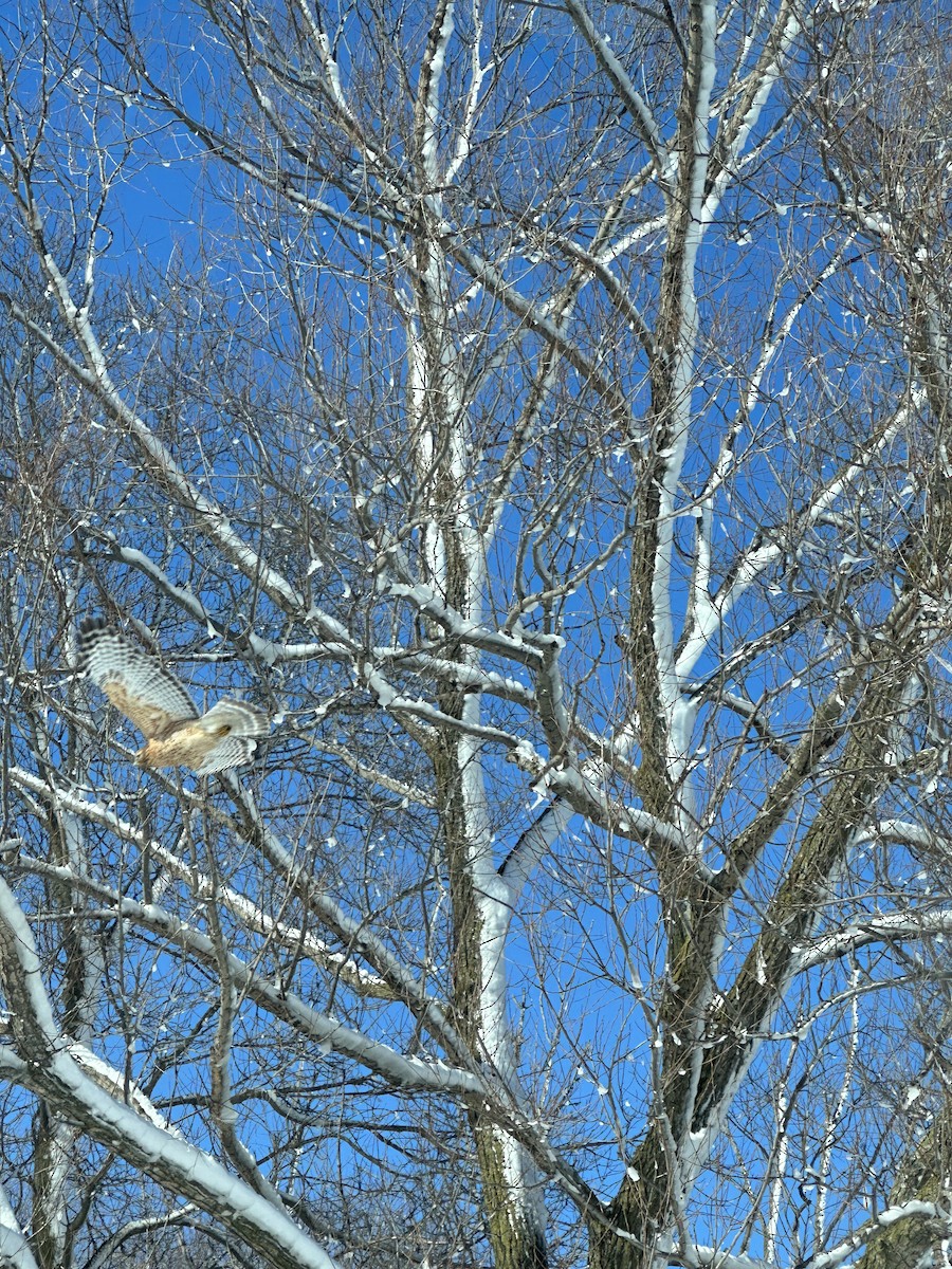 Red-shouldered Hawk - Bill Grossmeyer