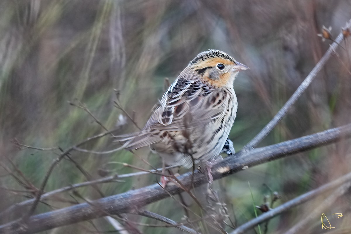 LeConte's Sparrow - ML613512087