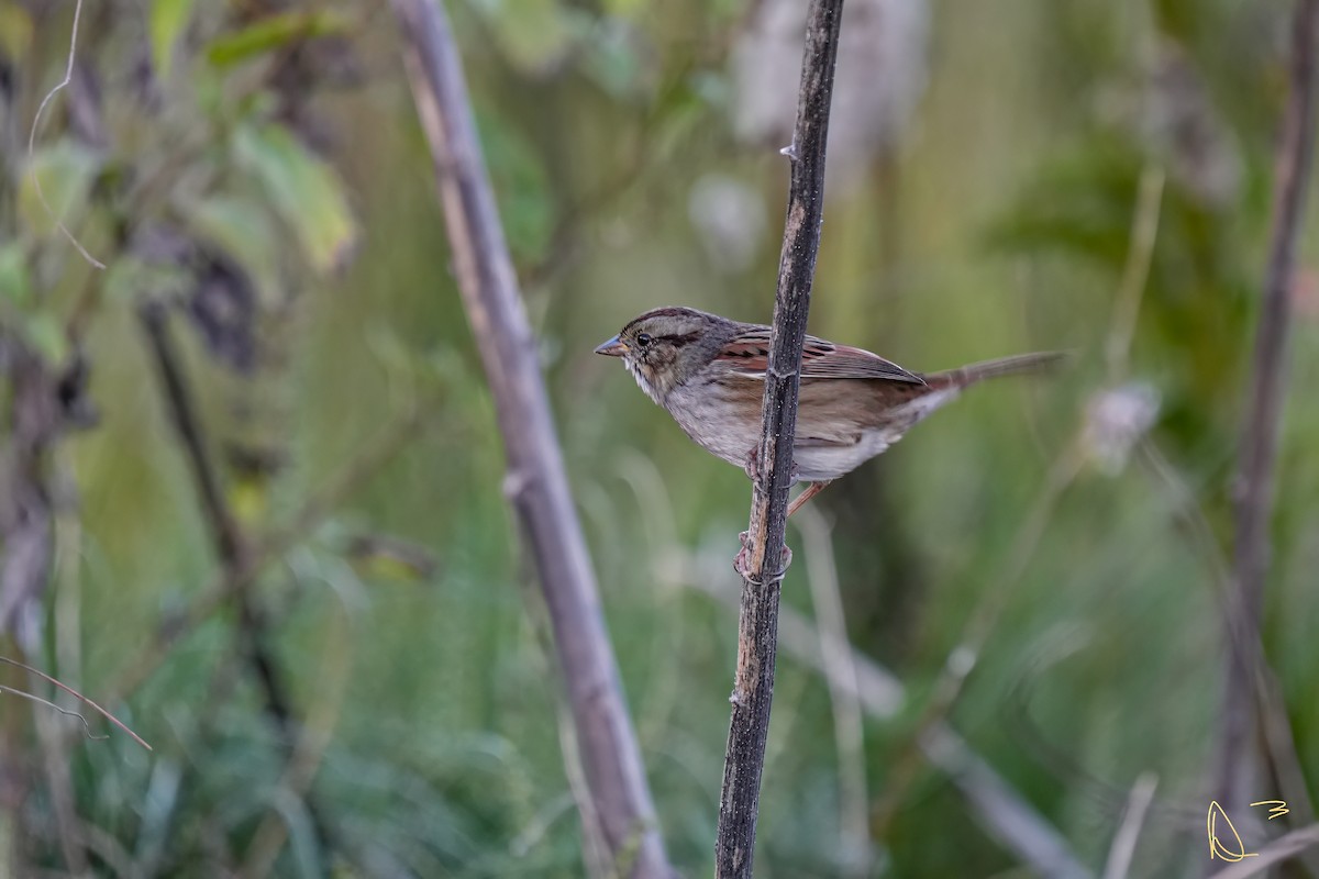 Swamp Sparrow - Dave Dolan