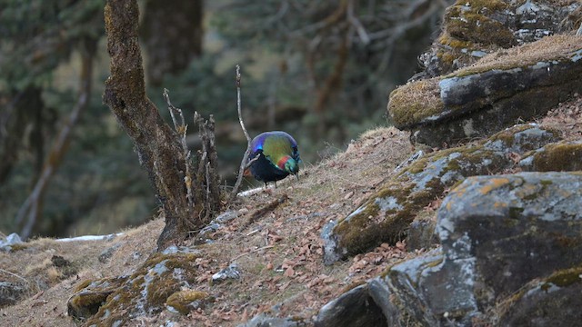 Himalayan Monal - ML613512108