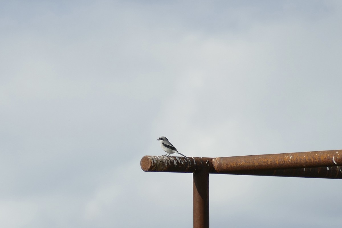 Loggerhead Shrike - ML613512147