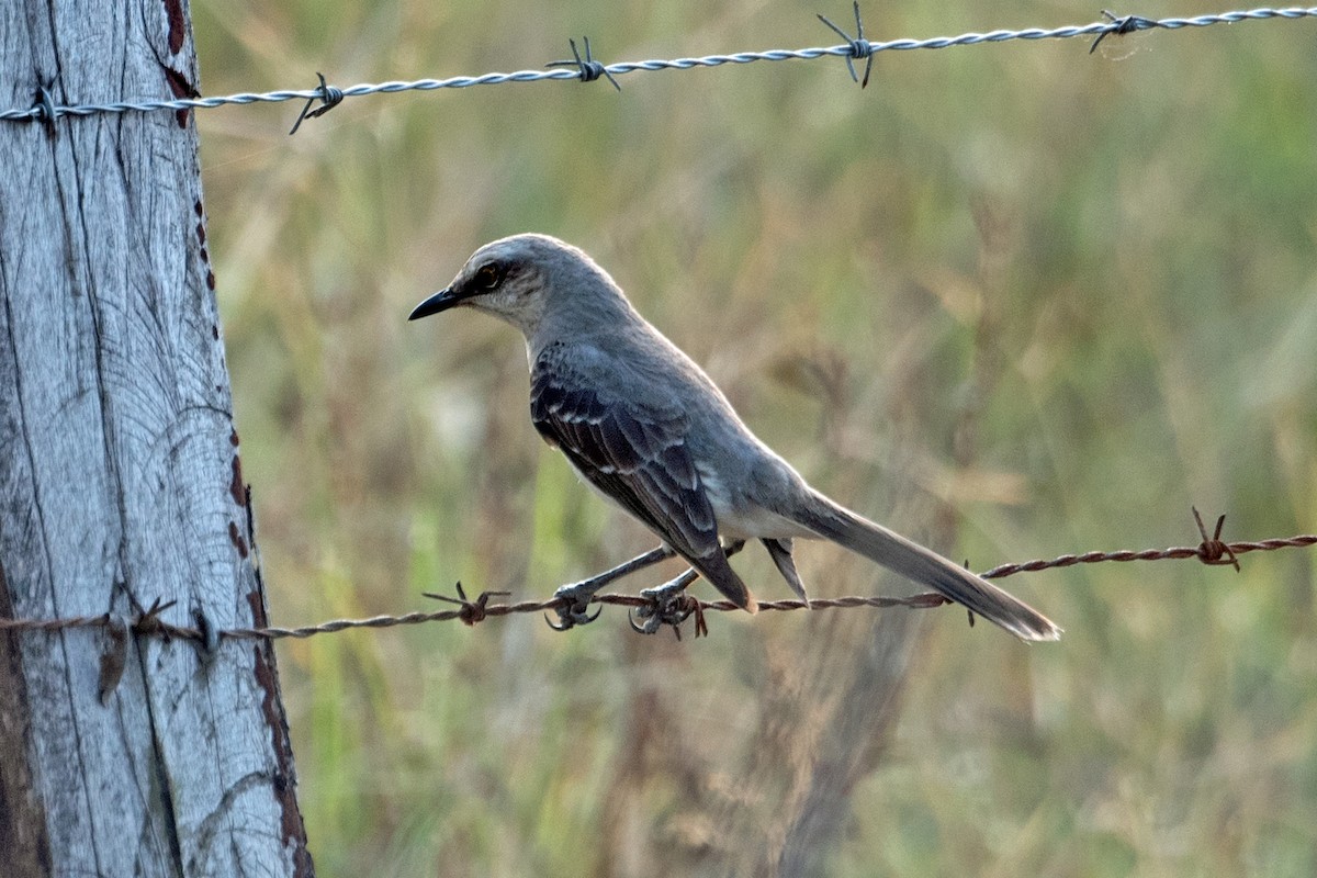 Tropical Mockingbird - ML613512170