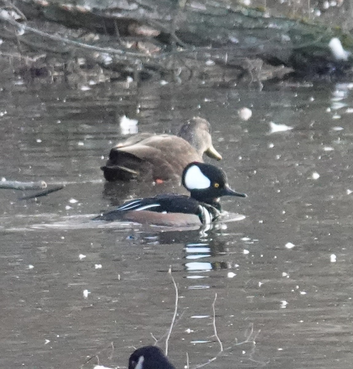 Hooded Merganser - ML613512171