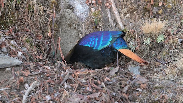 Himalayan Monal - ML613512180