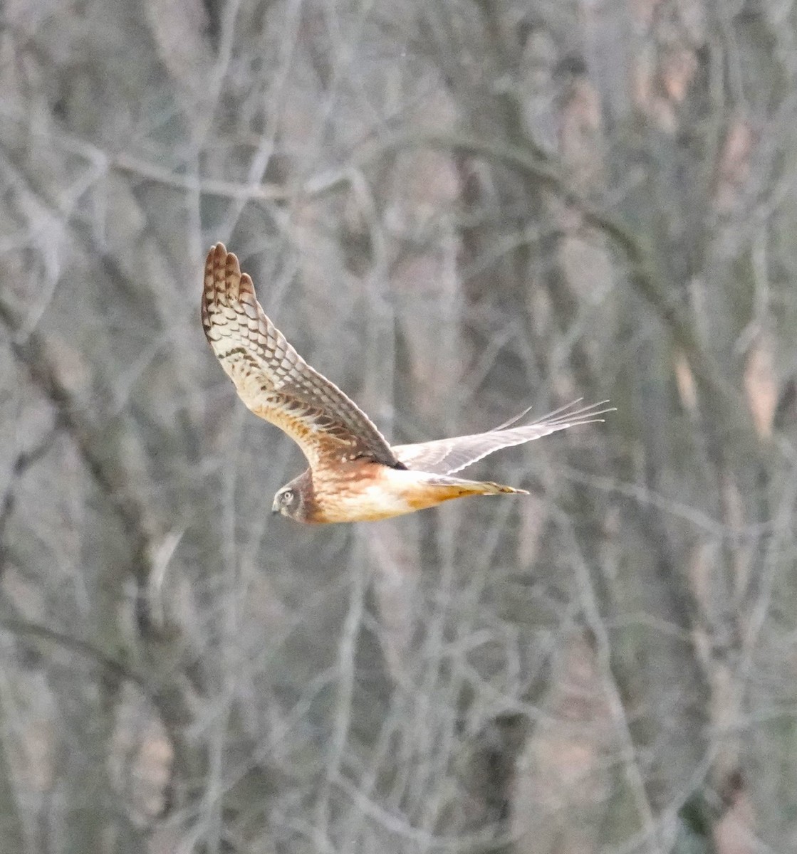 Northern Harrier - ML613512197