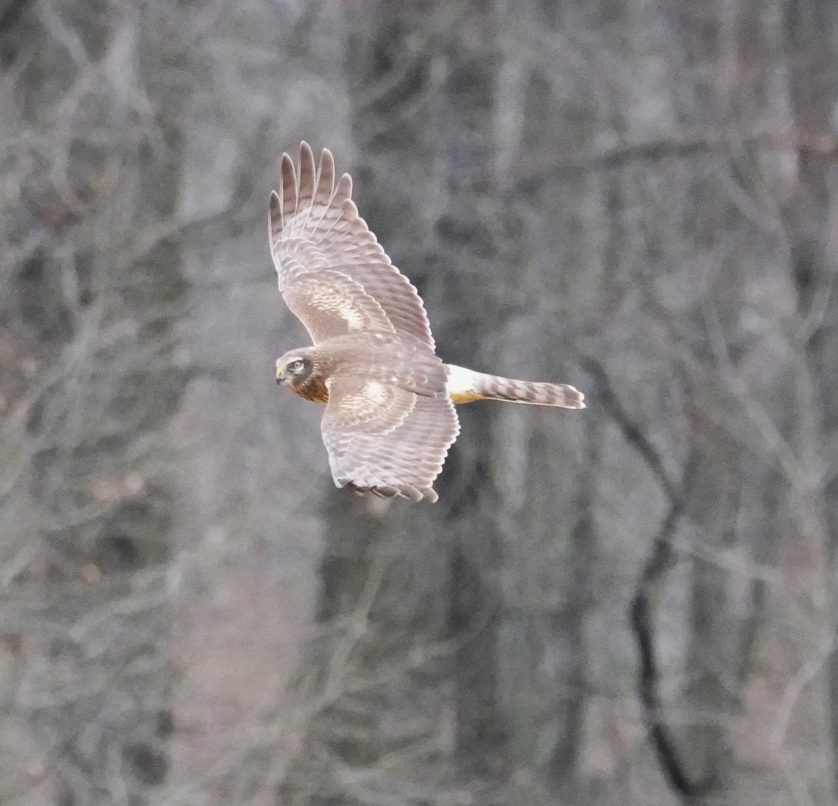 Northern Harrier - ML613512198