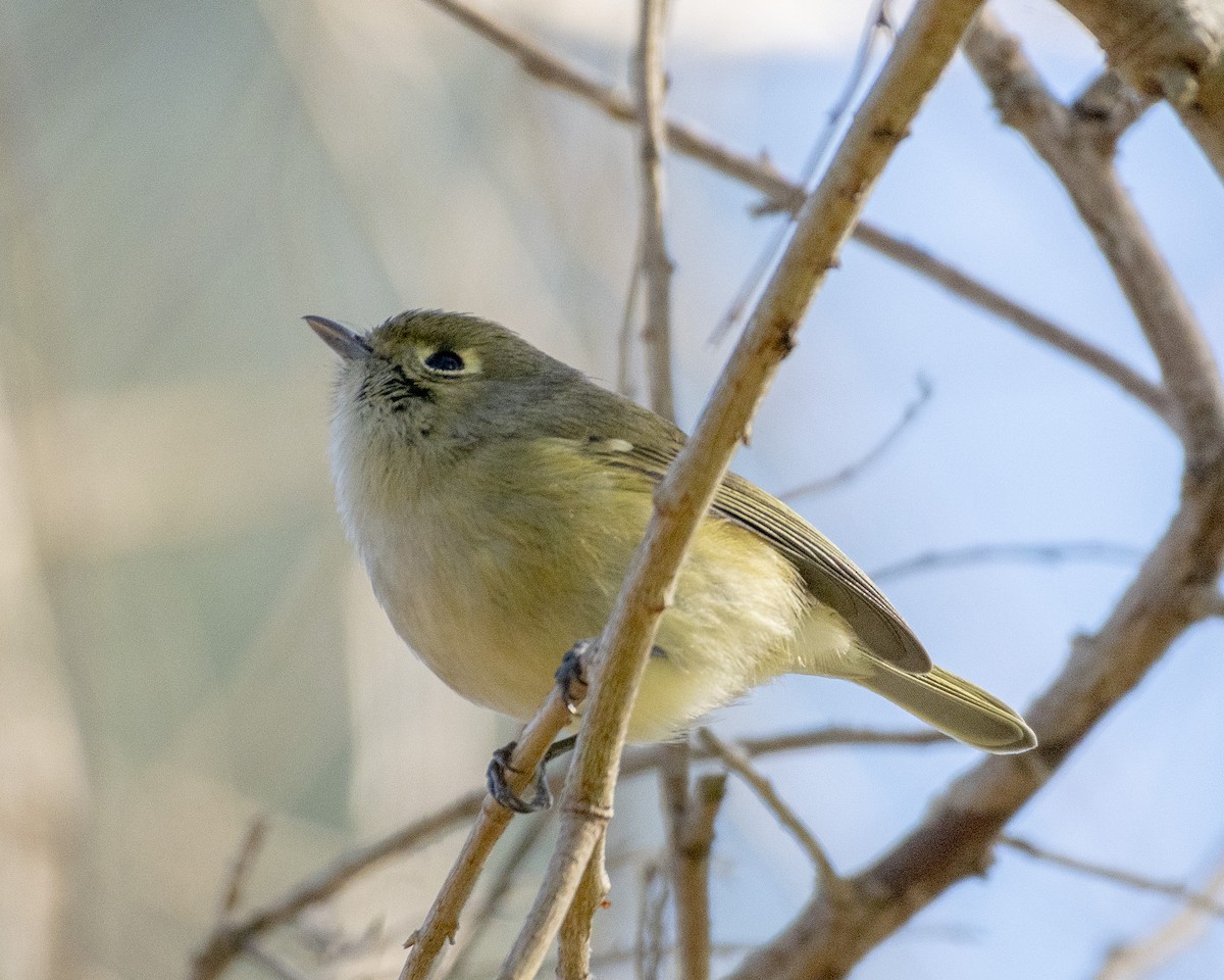 Hutton's Vireo - ML613512227