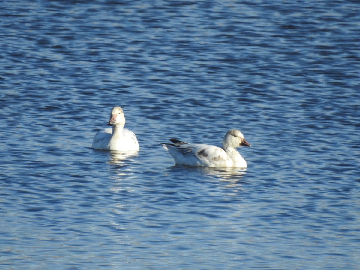 Snow Goose - ML613512259