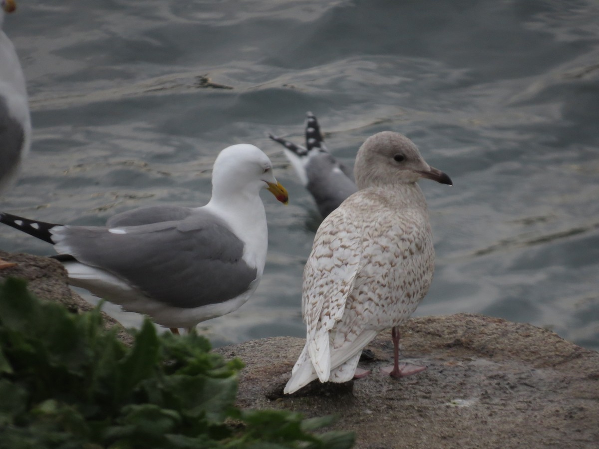 Iceland Gull - ML613512276