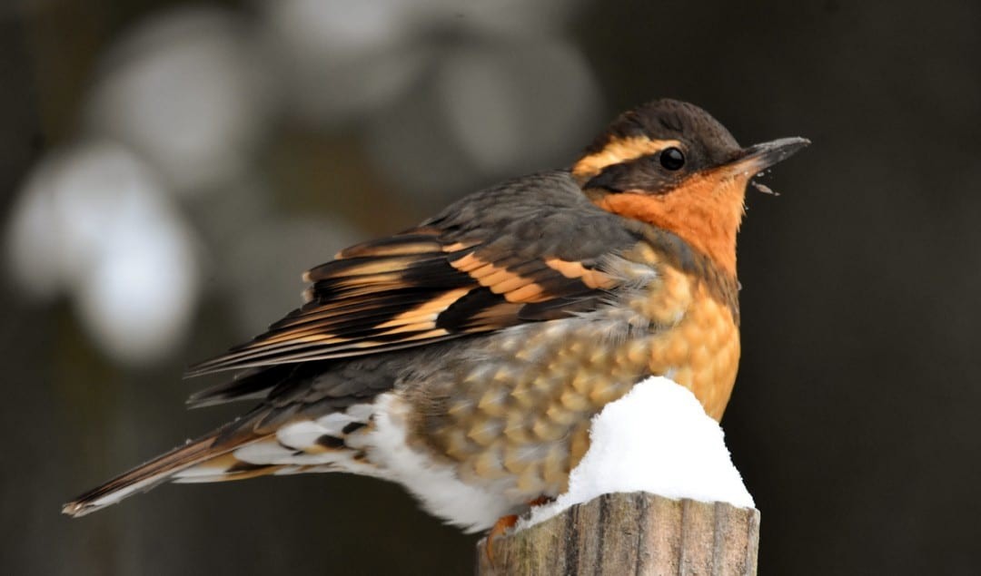Varied Thrush - ML613512282