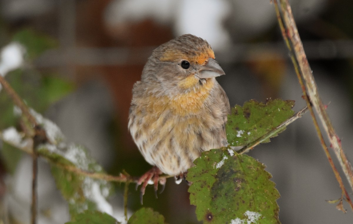 House Finch - Nikki Perkins