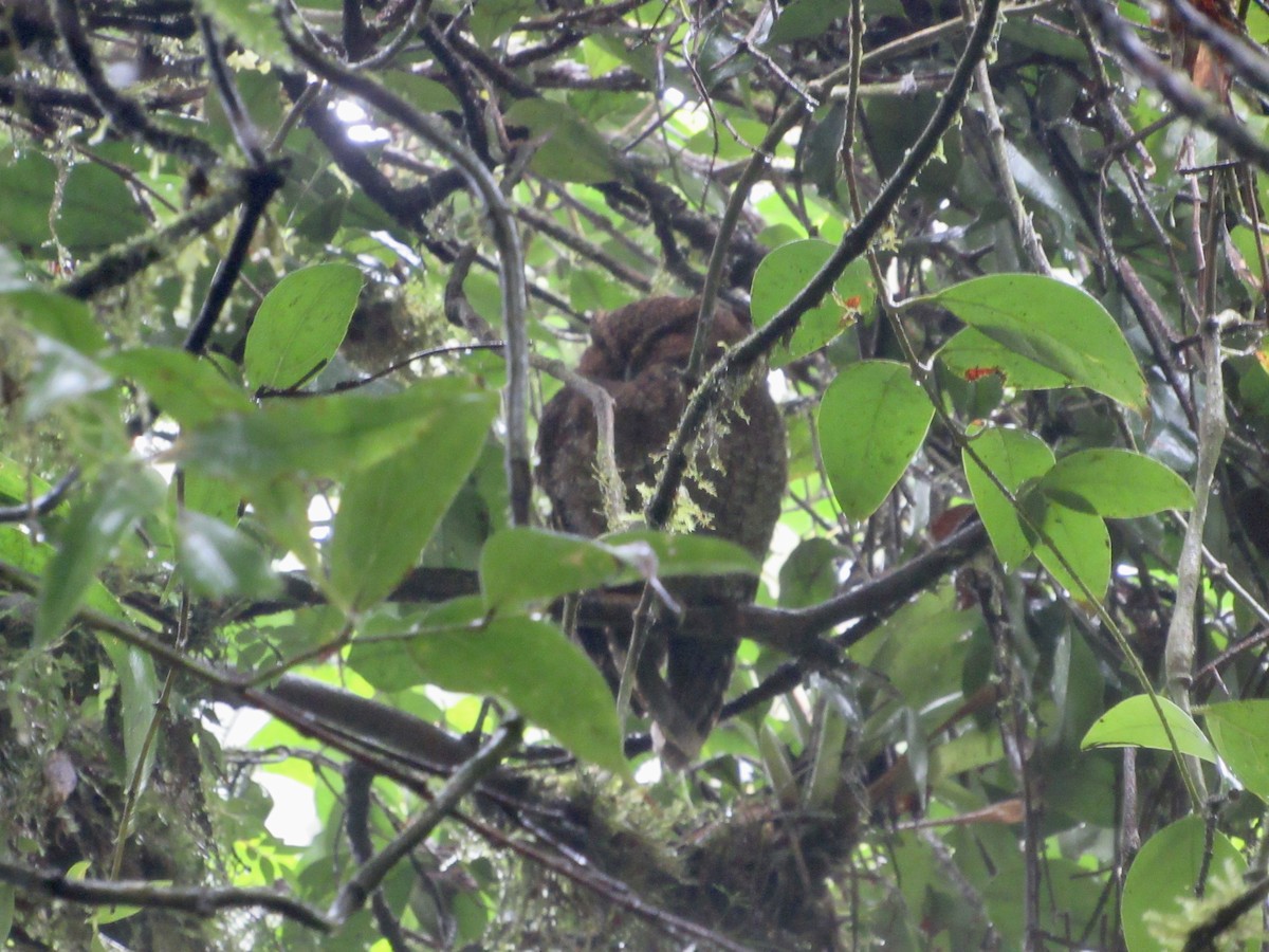 Bare-shanked Screech-Owl - ML613512299