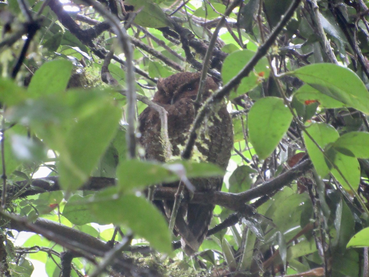 Bare-shanked Screech-Owl - ML613512300