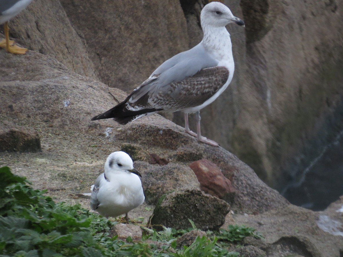 Black-legged Kittiwake - ML613512339