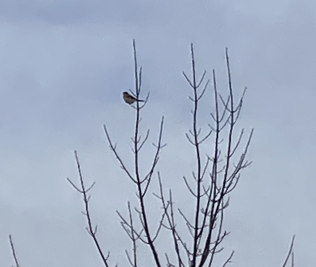 Northern Shrike - Alexander R